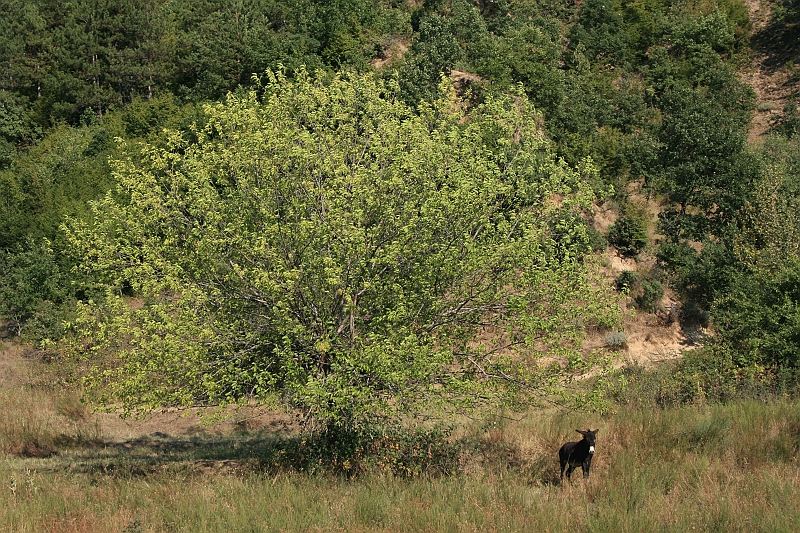 Bulgaria 2008 1029
